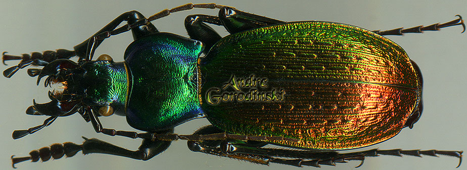 http://www.gorodinski.ru/carabus/Archiplectes juenthneri atchibachi.jpg